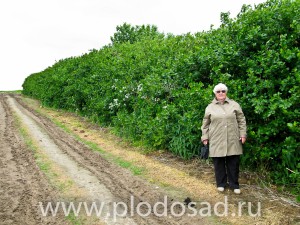 Зелёный забор и снегозащитная полоса из аронии