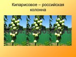 sorta-yabloni-isaeva-07