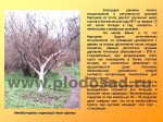 sorta-yabloni-isaeva-21