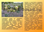 sorta-yabloni-isaeva-48