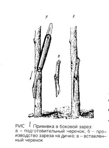 Прививка - боковой зарез