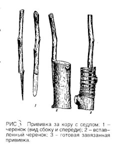 Прививка за кору и за кору под седлом