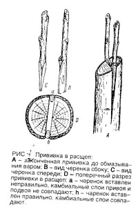 Прививка врасщеп