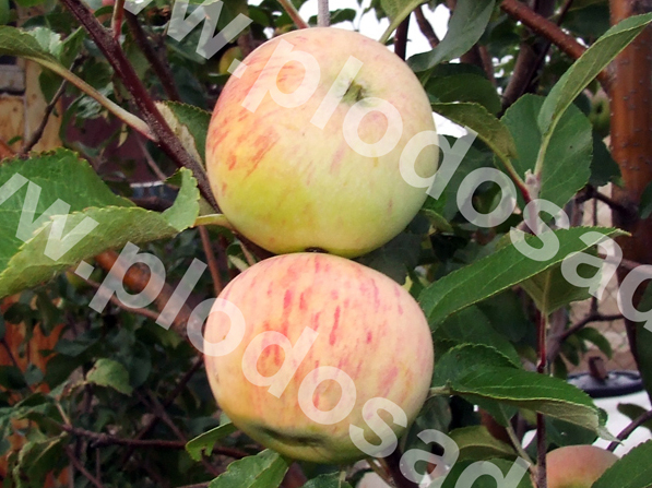 Сорта яблонь для Самарской области названия, фото, описание