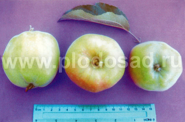 Старинные сорта яблони в садах Валаама