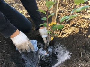 Обсыпаем золой саженец и устанавливаем в ямку