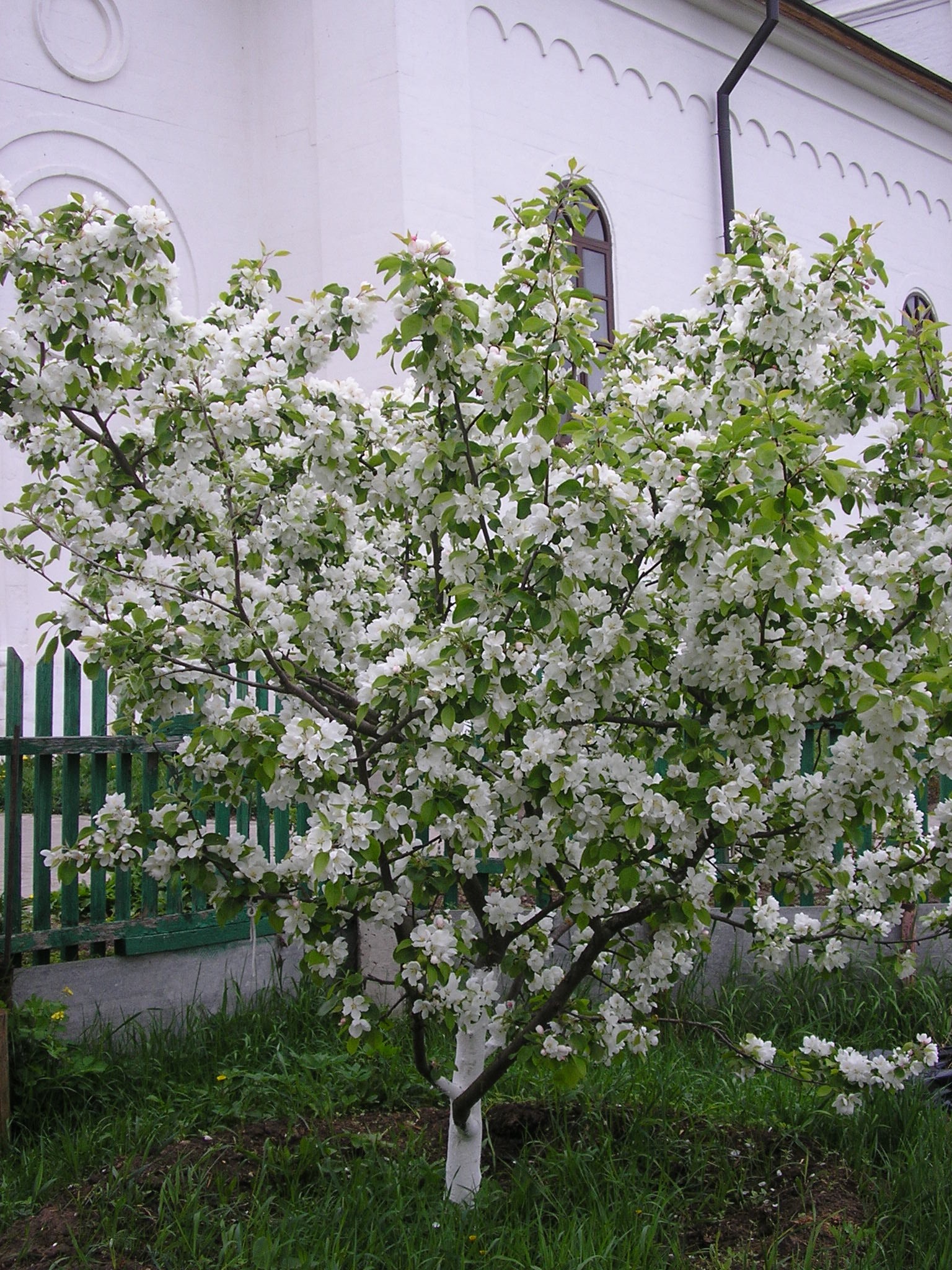 Вознесенский Оршин монастырь. Райское яблочко 10 лет спустя