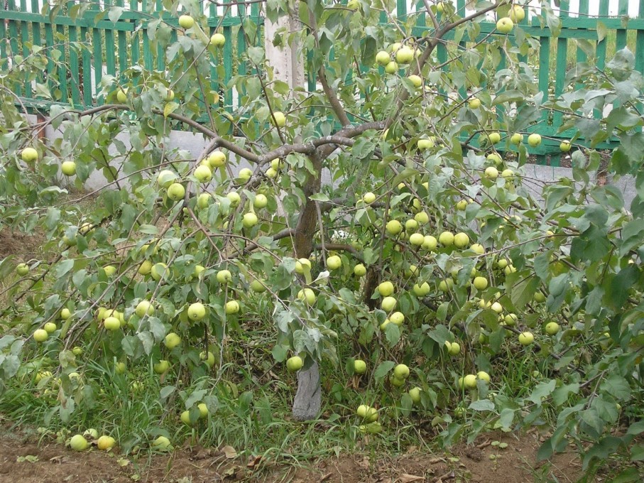 Яблоня Сорт Чудное Фото